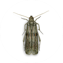 Ephestia kuehniella - Σκώρος αλεύρων